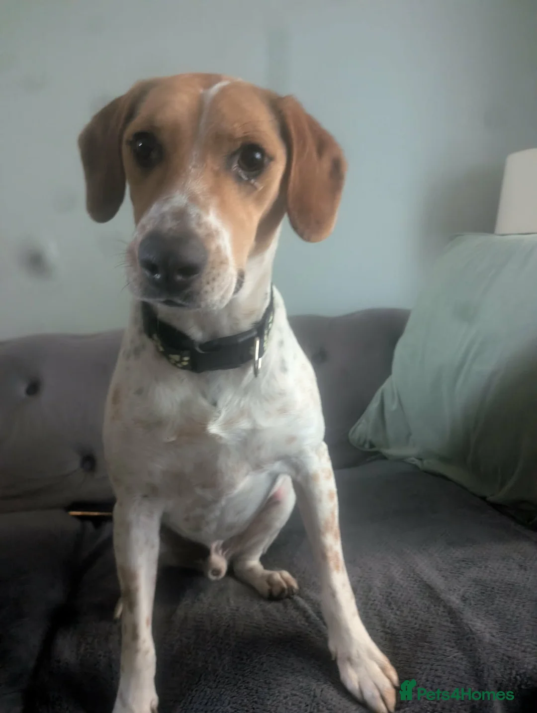 Mixed Breed dogs for adoption: Winston needs his forever home in Rayleigh - Advert 1