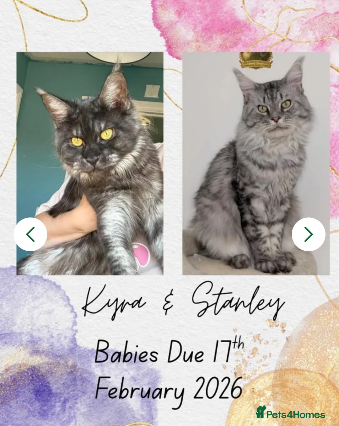 Maine Coon cats for sale: TICA Registered Maine Coon Kittens  - Advert 2