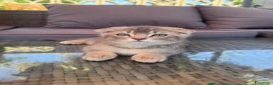 Scottish Fold 1