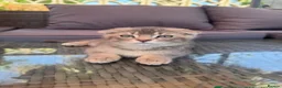 Scottish Fold cats for sale: ✨Kittens looking for forever home ✨ - Advert 2