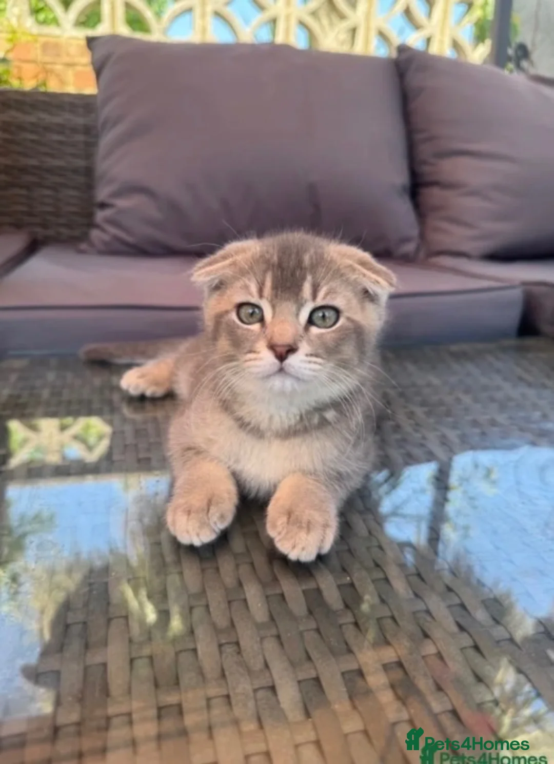 Scottish Fold cats for sale: ✨Kittens looking for forever home ✨ - Advert 2