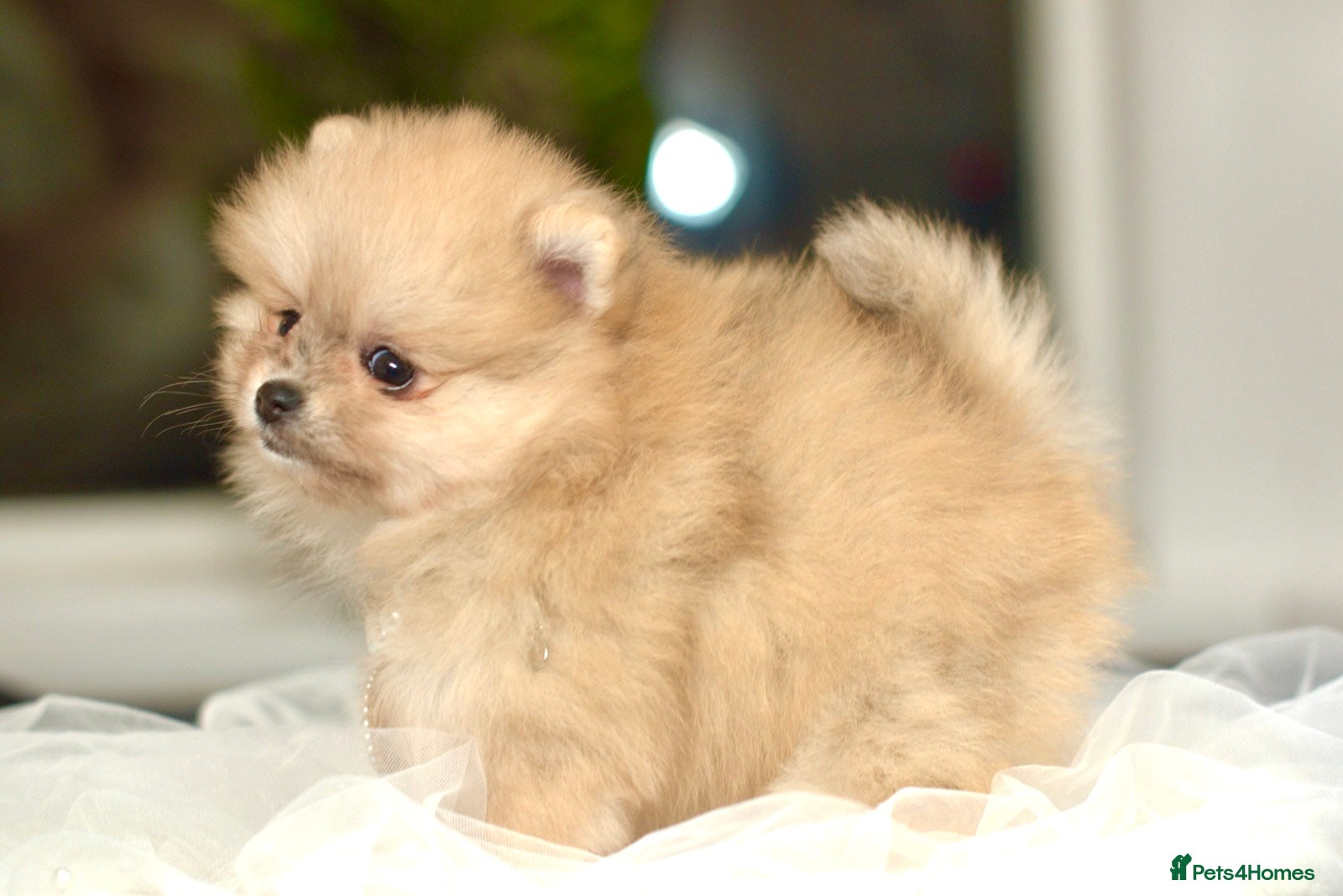 Pomeranian dogs ✨Tiny Teddy Face 🐻 KC Registered Puppy ✨ - Advert 9