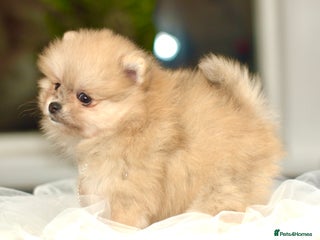 Pomeranian dogs ✨Tiny Teddy Face 🐻 KC Registered Puppy ✨ - Advert 6