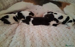 Beagle dogs for sale: KC Registered beagle puppies - Image 10