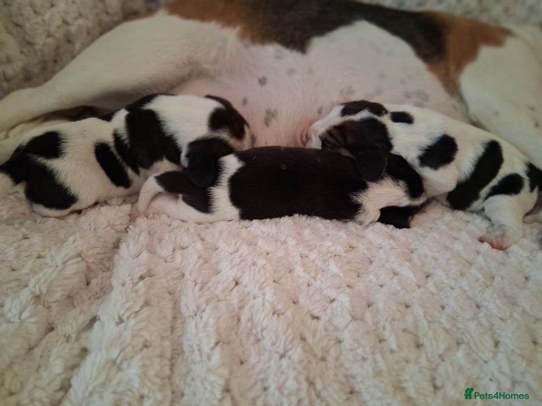 Beagle dogs for sale: KC Registered beagle puppies - Image 10