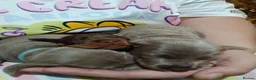 Miniature Dachshund dogs for sale: Miniature Dachshund puppies 🐶  - Advert 21