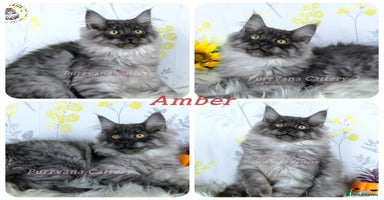 Maine Coon cats - Advert 2