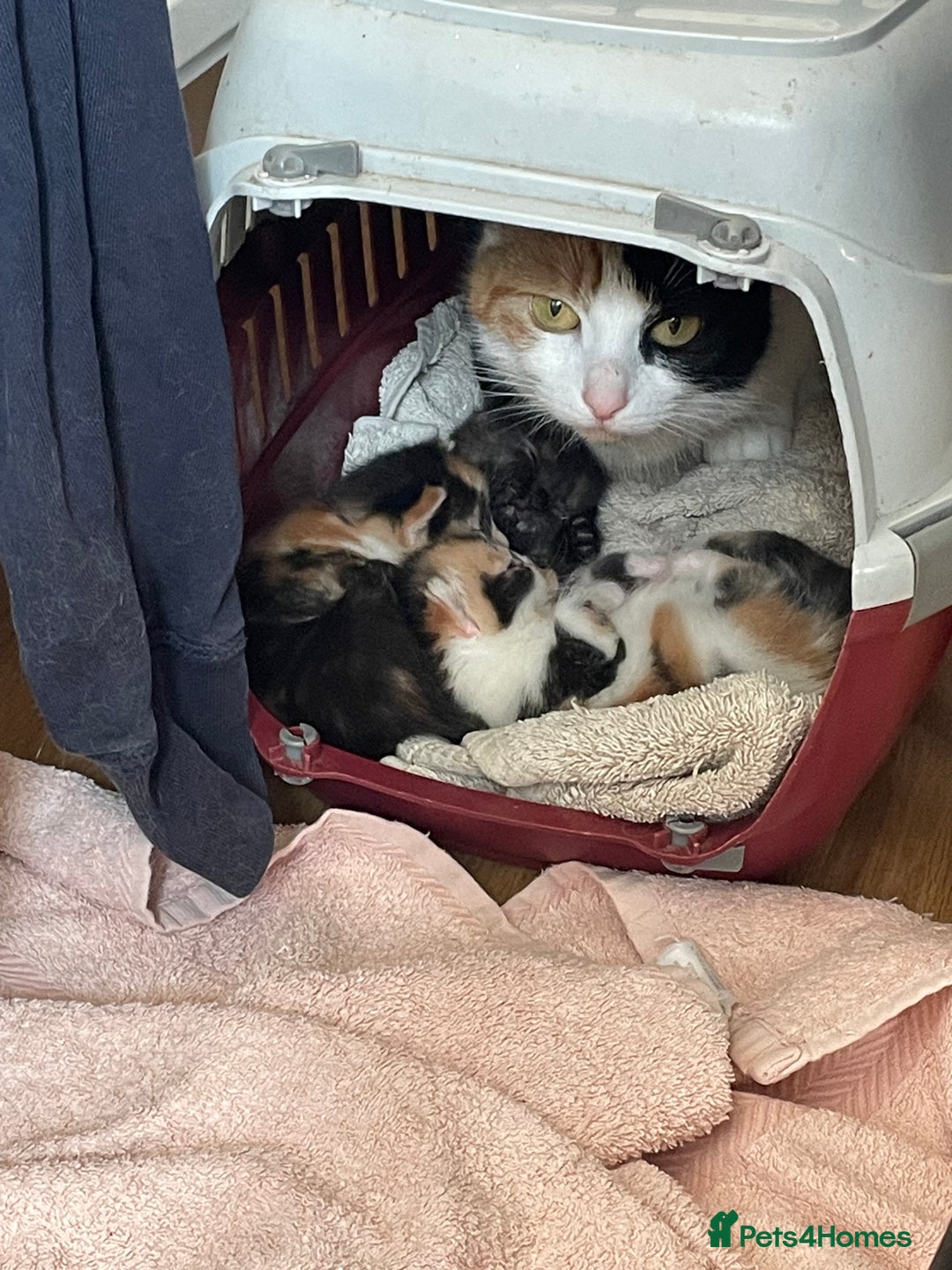 British Shorthair cats for sale: 2 beautiful kittens remaining out of a litter of 3 - Image 1