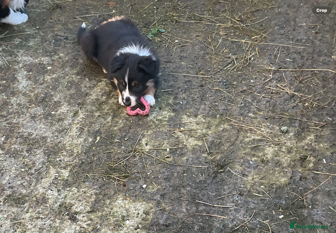 Border Collie dogs for sale: Border Collie puppies  - Image 2