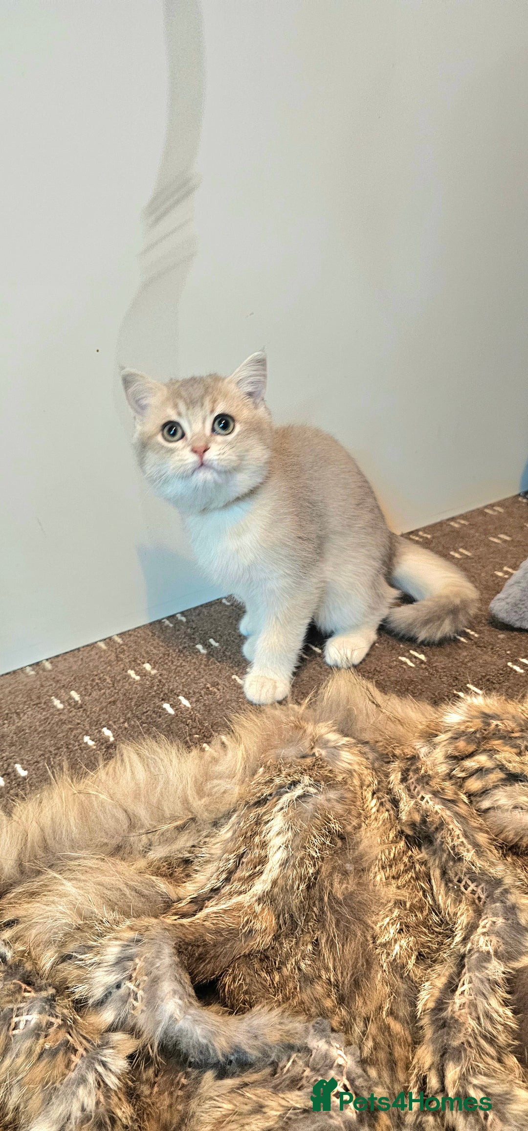 British Shorthair cats for sale: BSH GOLDEN KITTENS - Advert 5