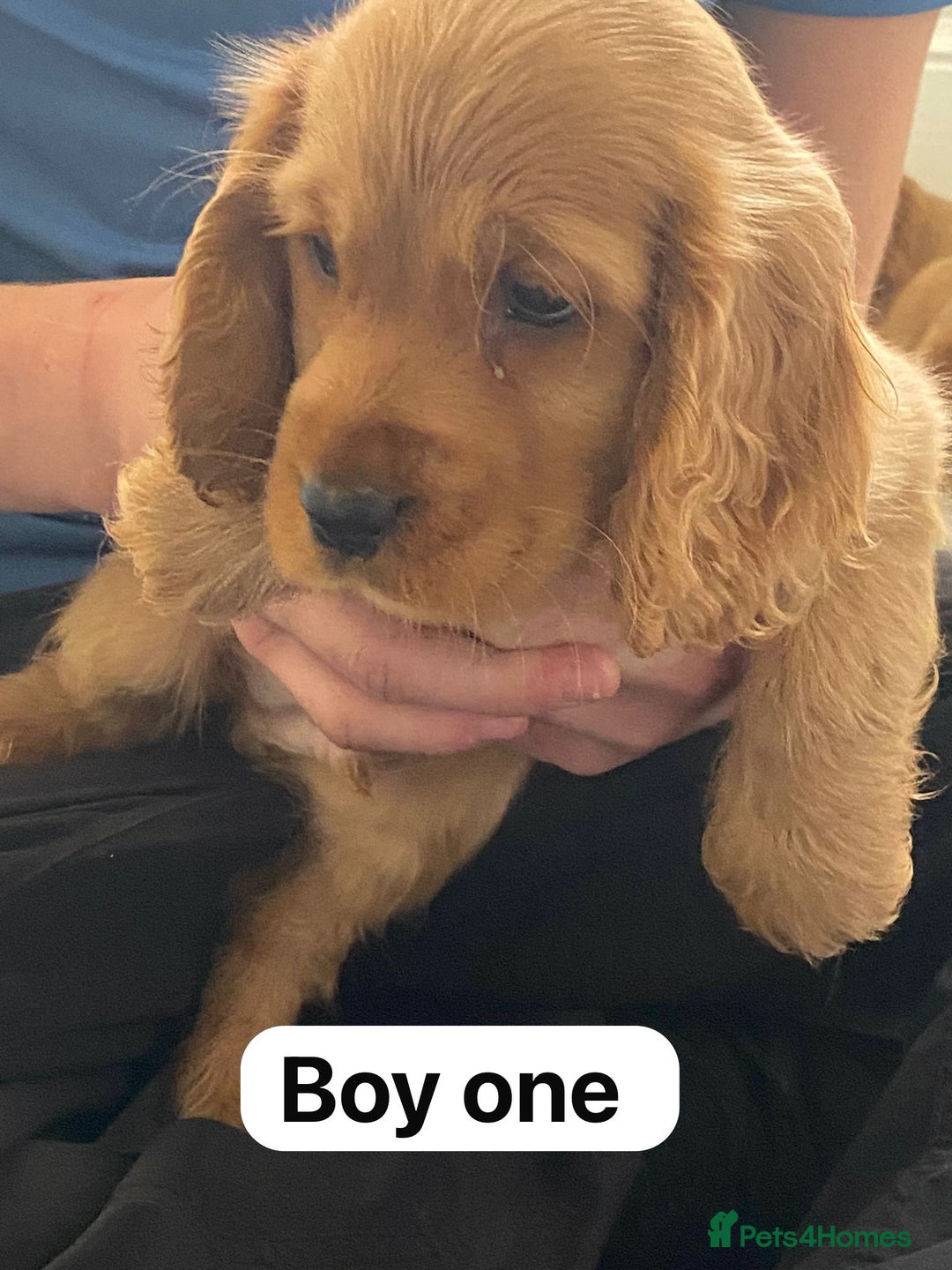 Cocker Spaniel dogs for sale: OUT STANDING GOLDEN SHOW TYPE COCKER SPANIEL  - Image 4