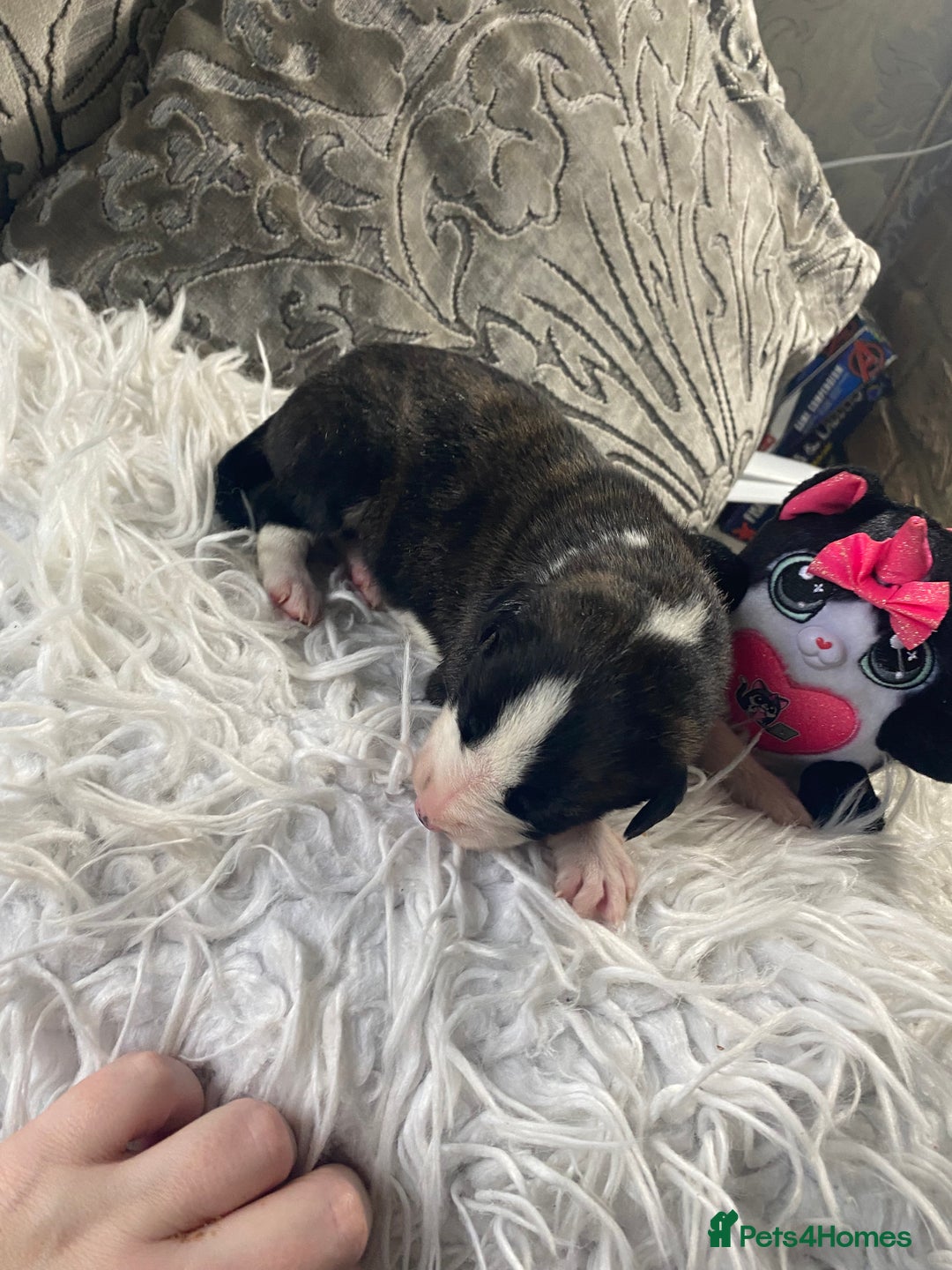 Mixed Breed dogs for sale: Lurcher cross pups  - Advert 10