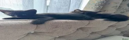 Mixed Breed cats for sale: Beautiful kitten 3 males and 3 females in Harlow - Advert 4