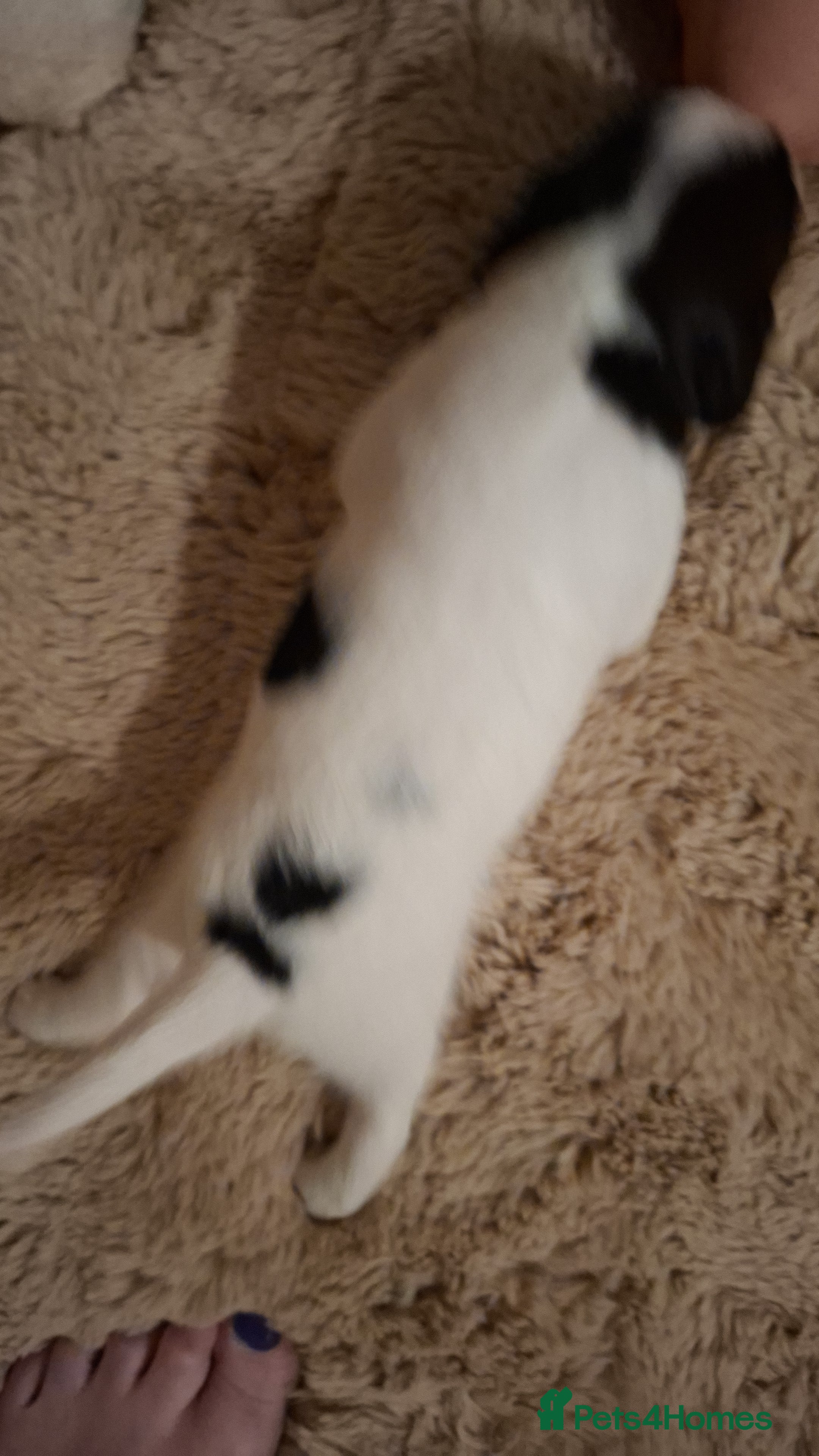 Sprocker dogs for sale: Superb Sprocker Puppies. Parents Health-tested - Advert 2