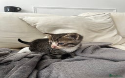 Mixed Breed cats for sale: Ready to go next week! cream tabby kittens - Image 4
