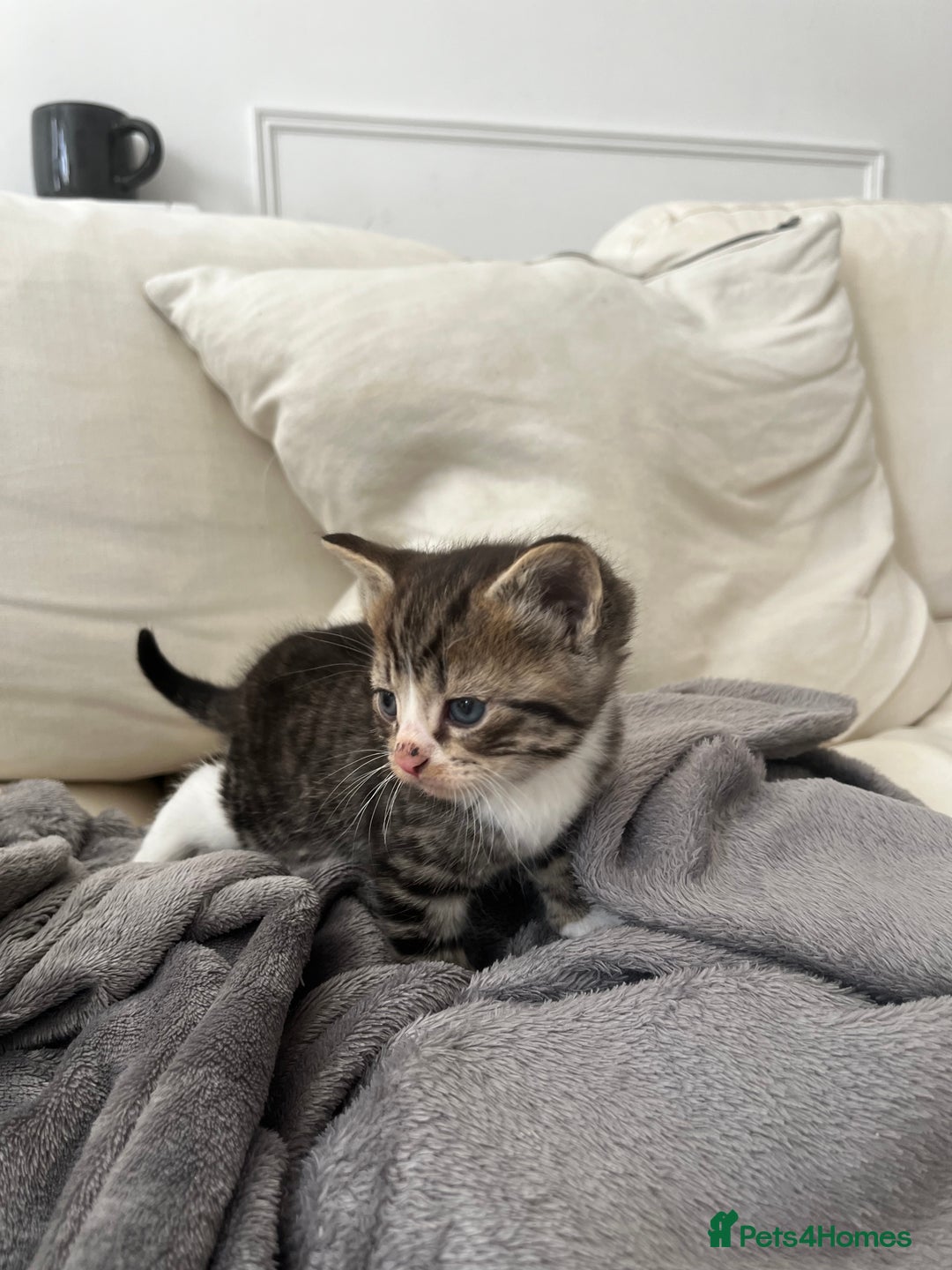 Mixed Breed cats for sale: Ready to go next week! cream tabby kittens - Image 4