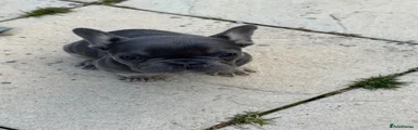French Bulldog Puppy 2