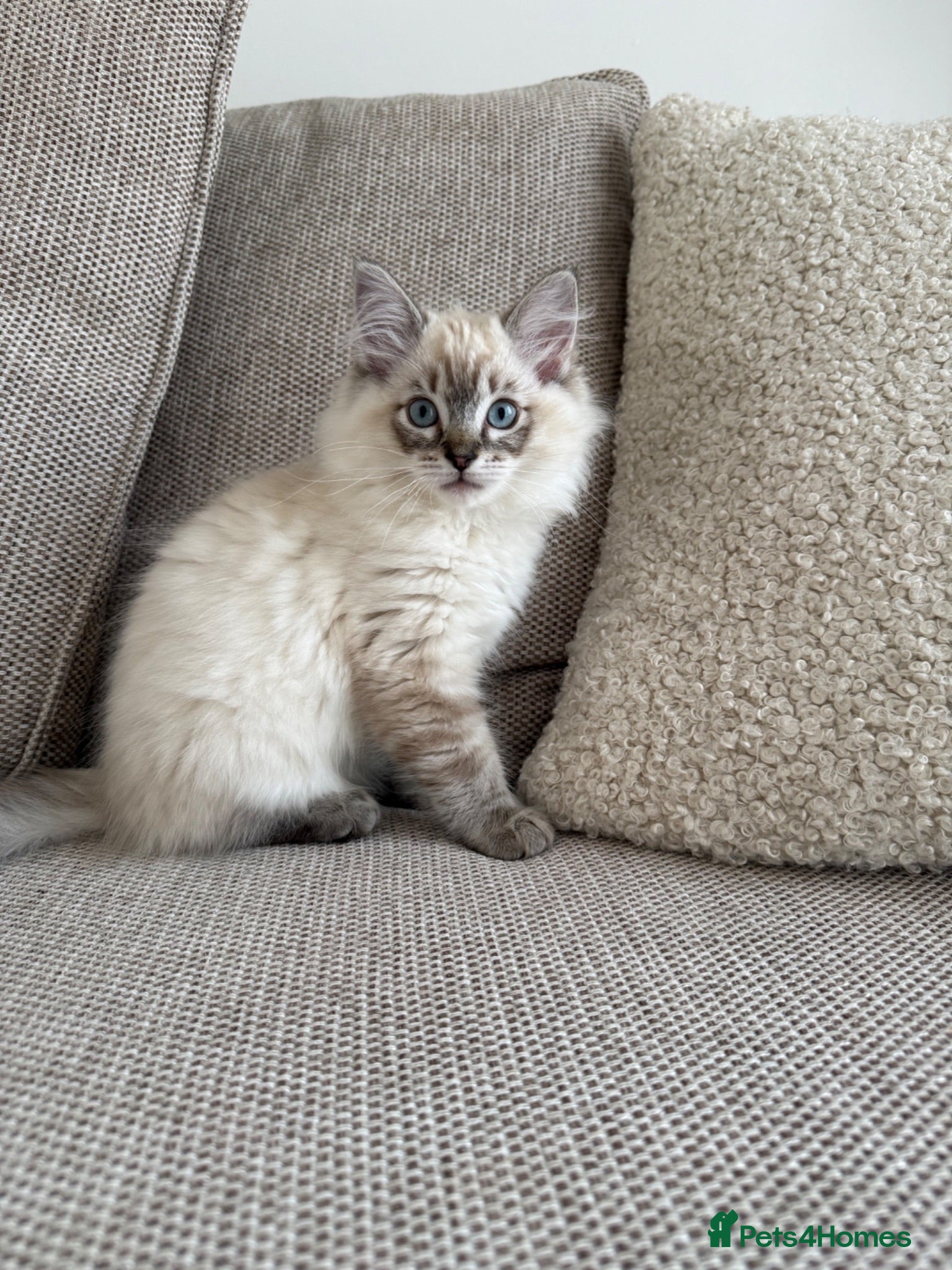 Ragdoll cats *TWO GIRLS LEFT* Pedigree Ragdoll Kittens  - Advert 5