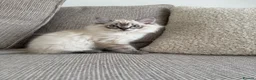 Ragdoll cats for sale: ONE Beautiful Pedigree Ragdoll Girl ✨ - Advert 1