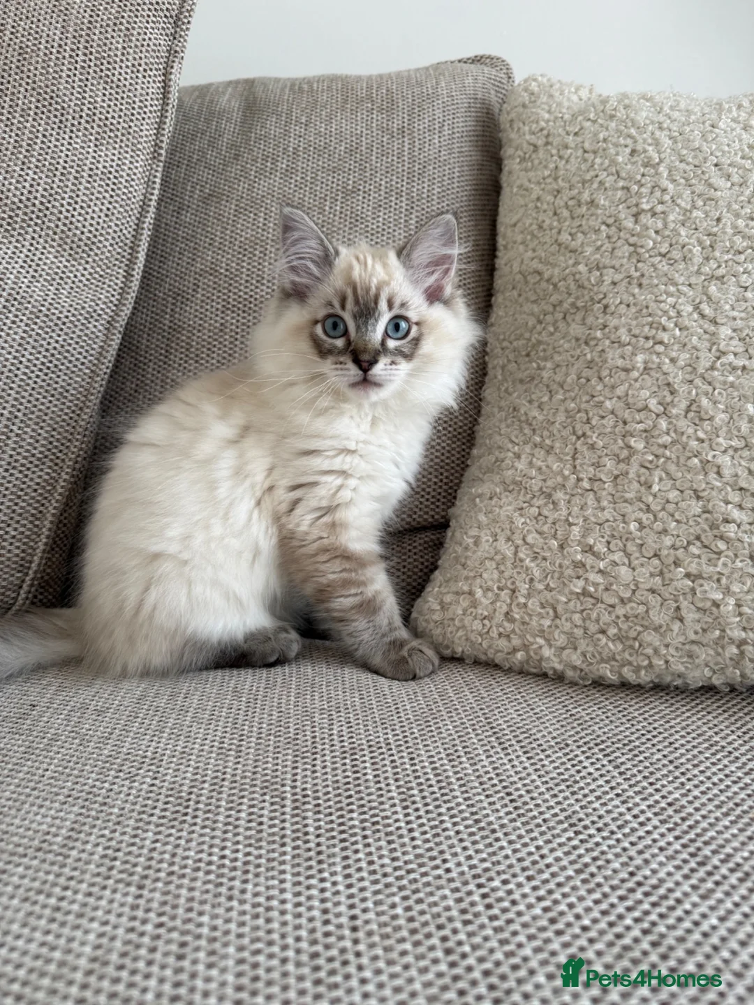Ragdoll cats for sale: ONE Beautiful Pedigree Ragdoll Girl ✨ - Advert 1