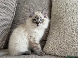 Ragdoll cats *TWO GIRLS LEFT* Pedigree Ragdoll Kittens - Advert 1