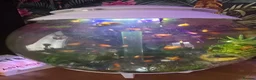 Platies fish for sale: Healthy Platies  in Sunderland - Advert 3