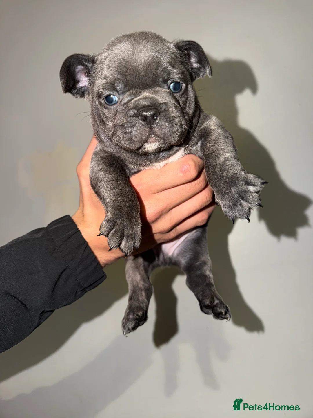 French Bulldog dogs for sale: Gorgeous Lilac, Pink Isabella, & Blue Frenchies - Advert 22