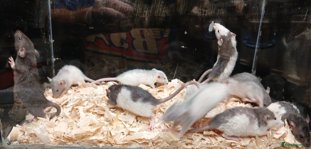 Rat rodents for sale: Baby Dumbo Rats Females  - Image 11