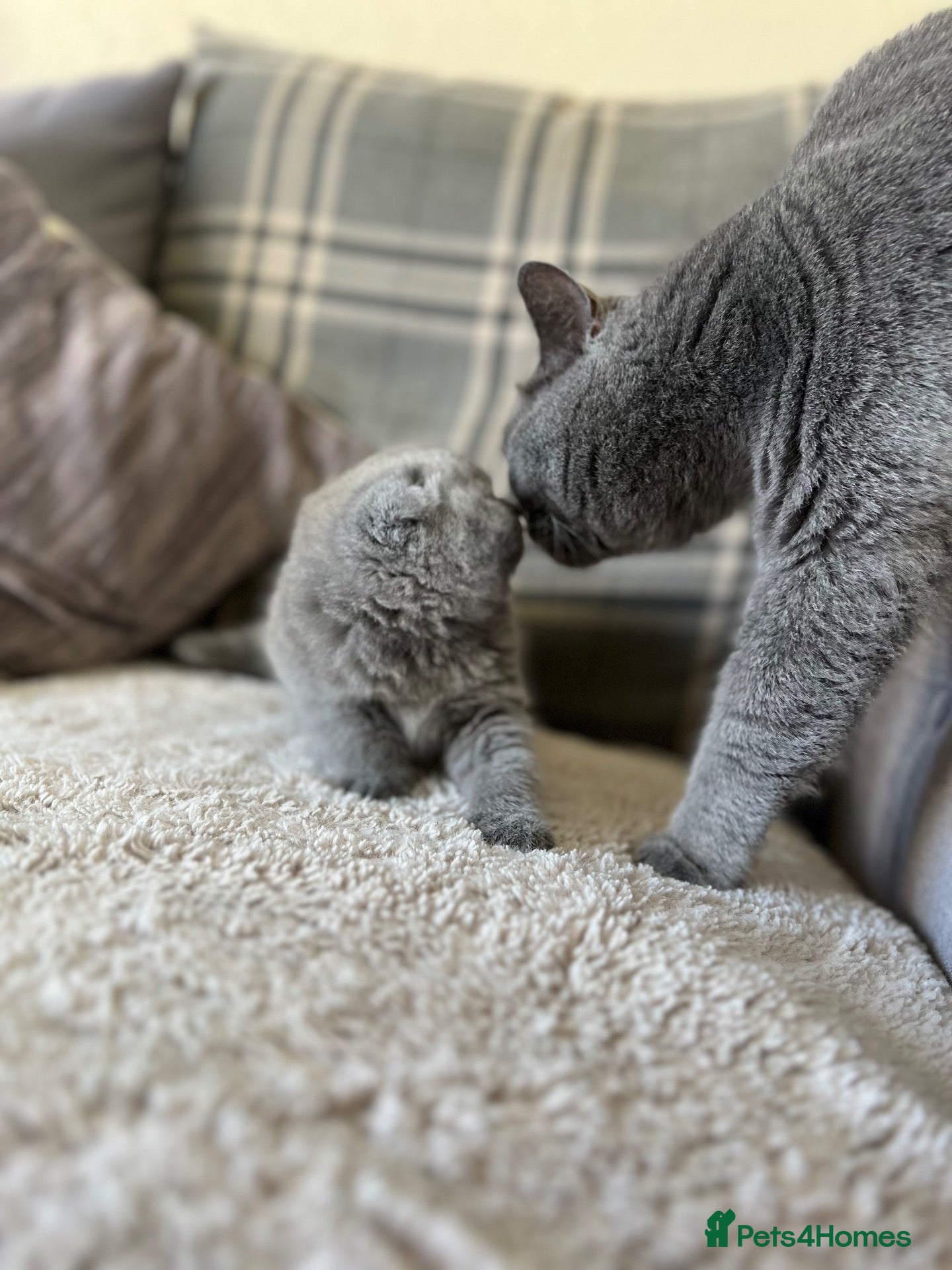 Scottish Fold cats 🐾Boy Kitten available 🐾 - Advert 18