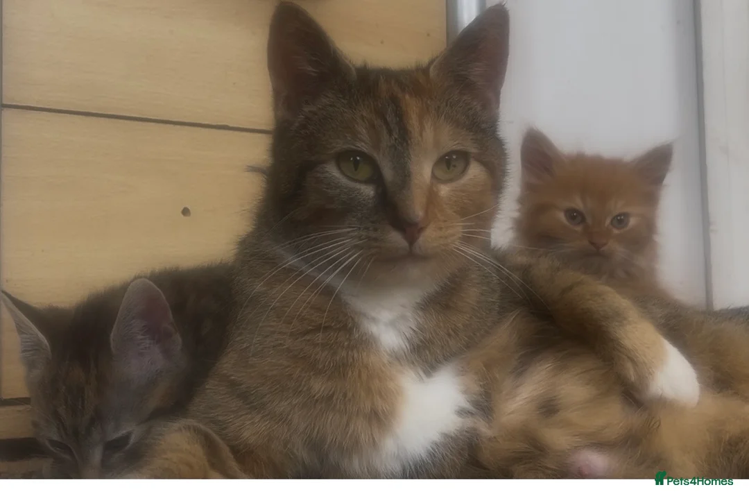 Mixed Breed cats for sale: Fluffy cute kittens used to dogs. - Advert 7