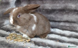 Mini Lop rabbits for sale: 3 Mini Plush x Mini Lop babies  - Image 3