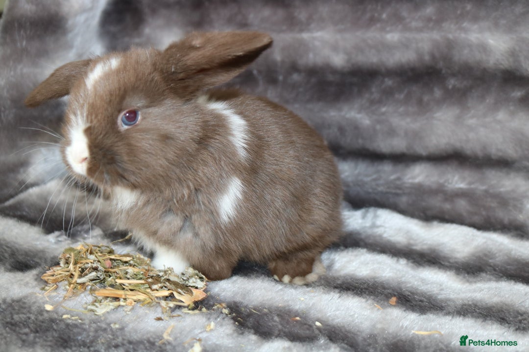 Mini Lop rabbits for sale: 3 Mini Plush x Mini Lop babies  - Image 3