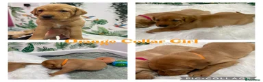 Labrador Retriever Puppy 9