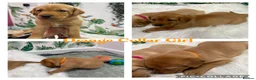 Labrador Retriever dogs for sale: Stunning Labrador Retriever Puppies  - Advert 39