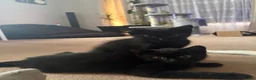 Mixed Breed cats for sale: 2 Black male kittens  in Blandford Forum - Advert 1