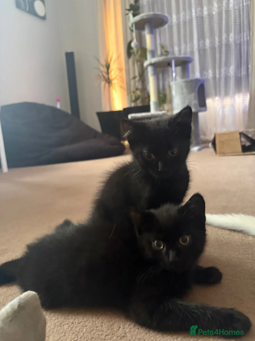 Mixed Breed cats for sale: 2 Black male kittens  in Blandford Forum - Advert 1