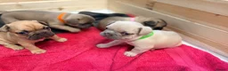 French Bulldog dogs for sale: Male French bulldog puppies  in Newton Aycliffe - Advert 4