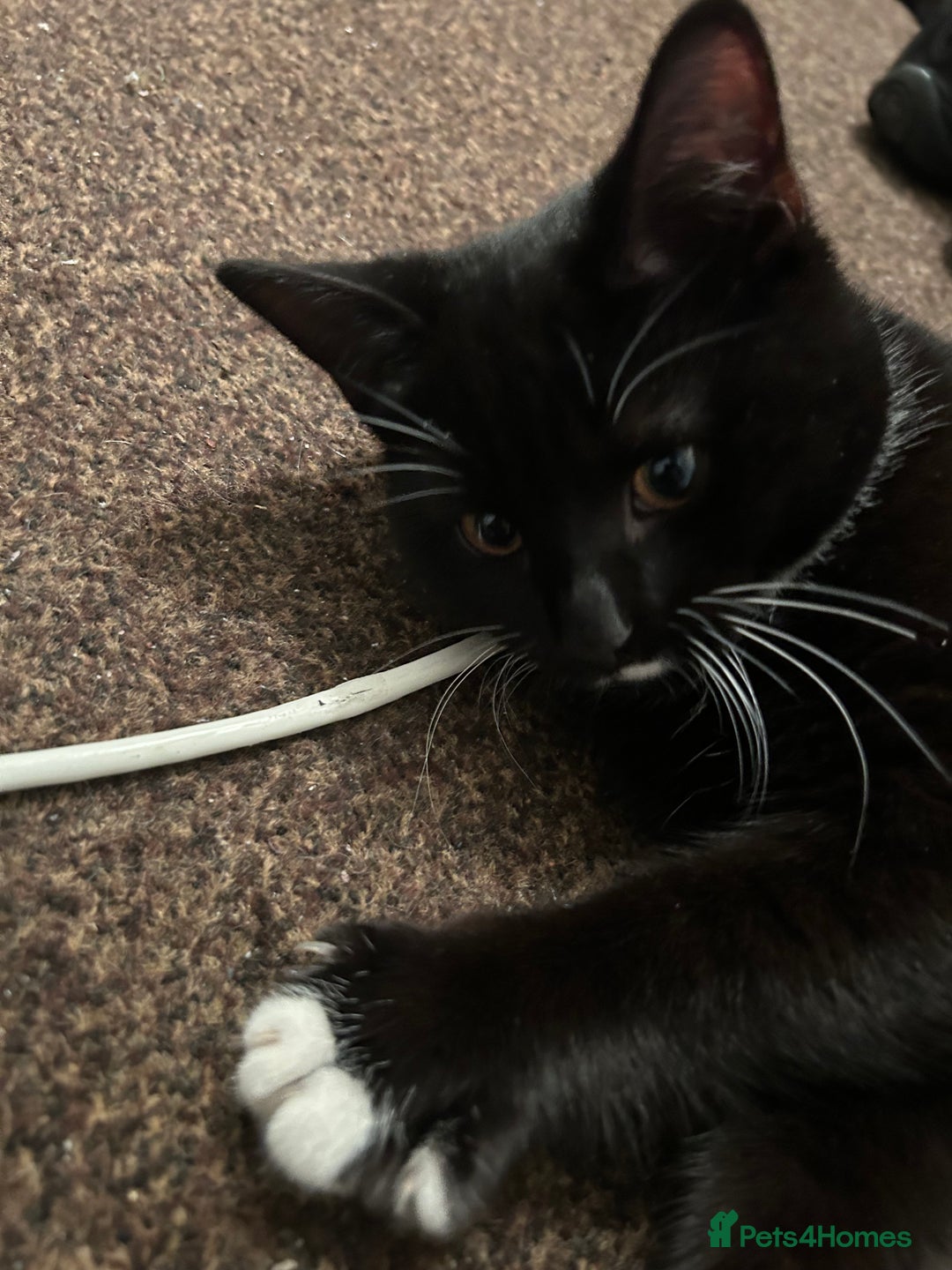 Domestic Shorthair cats for sale: 3 Kittens for sale, 1 boy and 2 girls - Advert 4