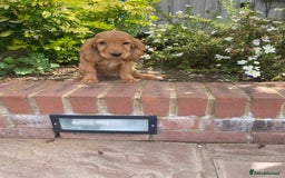 Cocker Spaniel dogs for sale: Gorgeous Adorable Golden Type Cocker  Spaniel  - Image 20