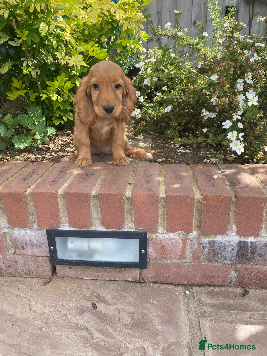 Cocker Spaniel dogs for sale: Gorgeous Adorable Golden Type Cocker  Spaniel  - Image 20