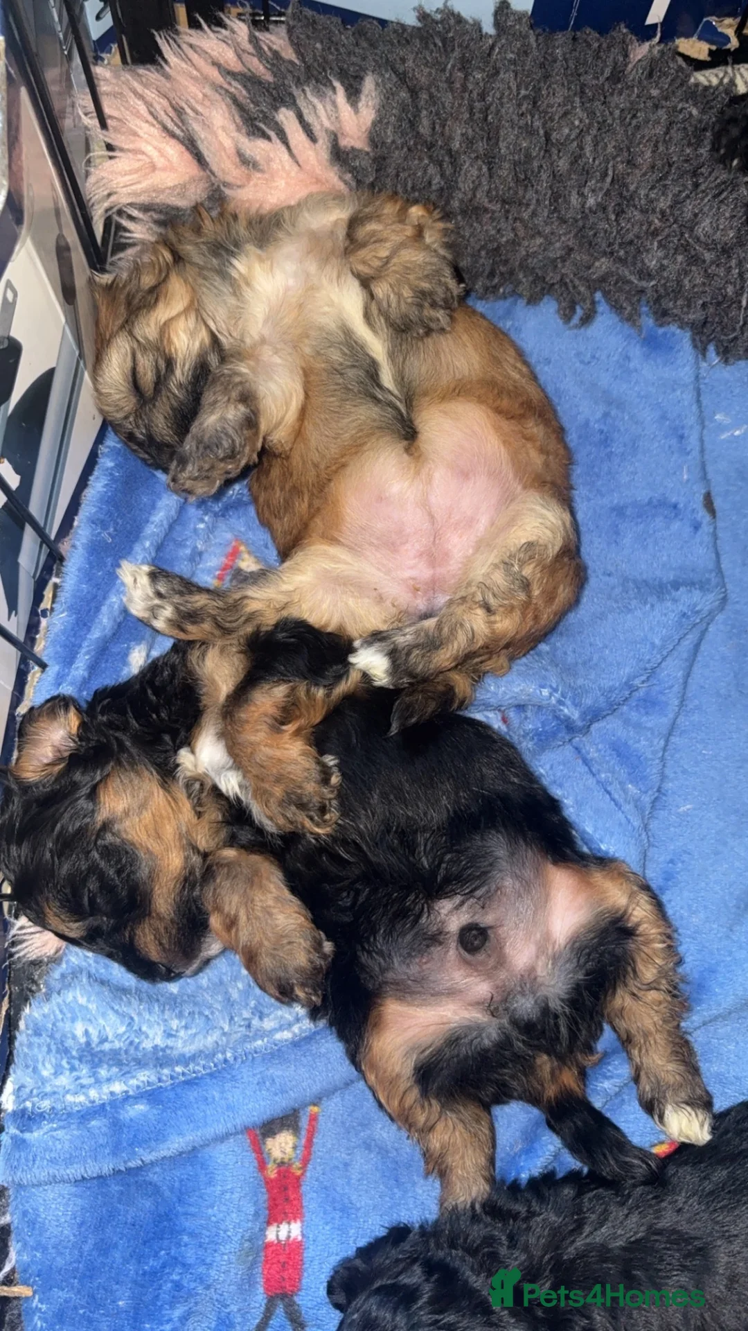 Lhasapoo dogs for sale: 2 beautiful girl lhasapoos  - Advert 9