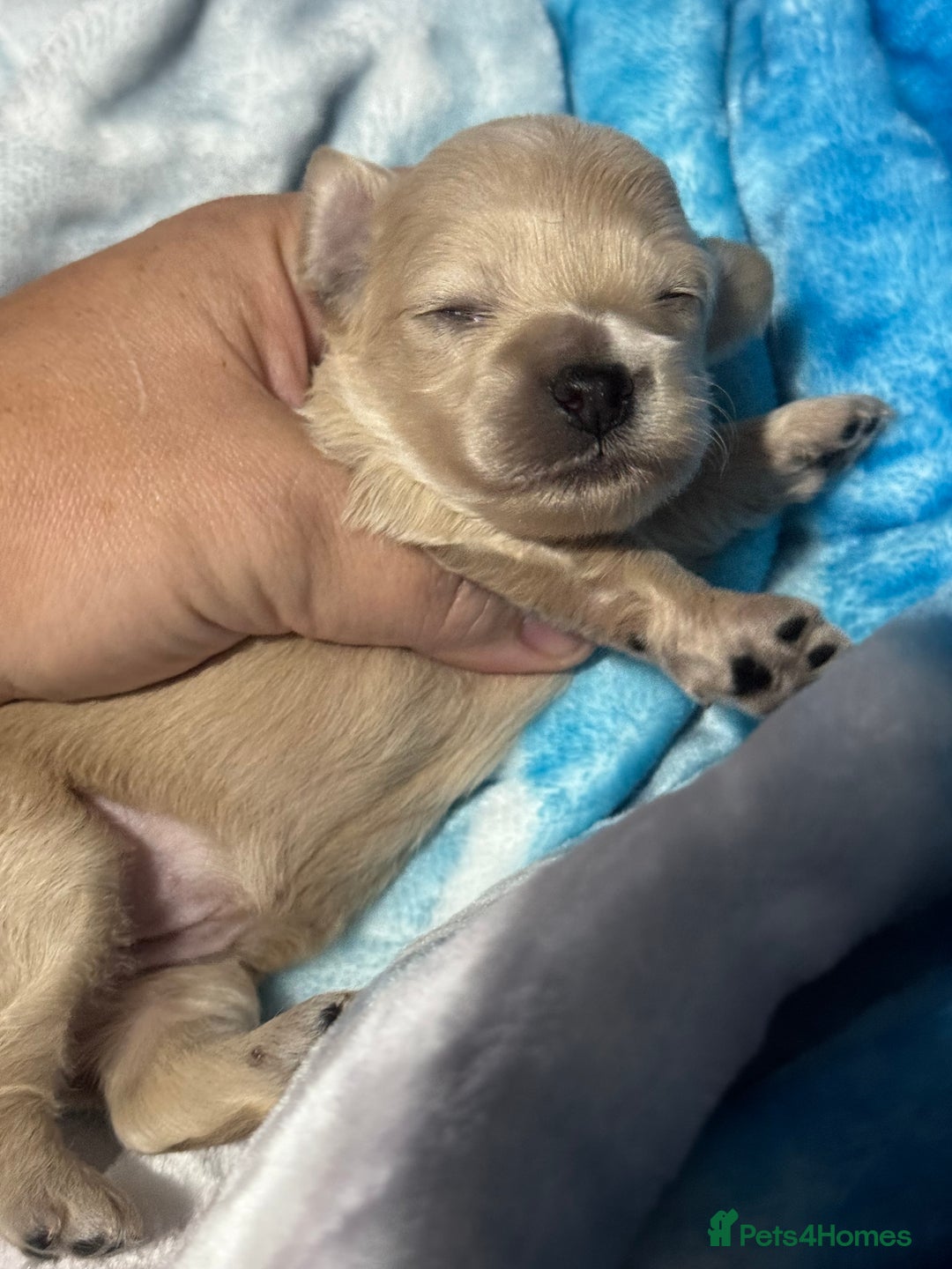 Chipoo dogs for sale: READY TO LEAVE THIS WEEK! Chipoo puppies - Advert 28