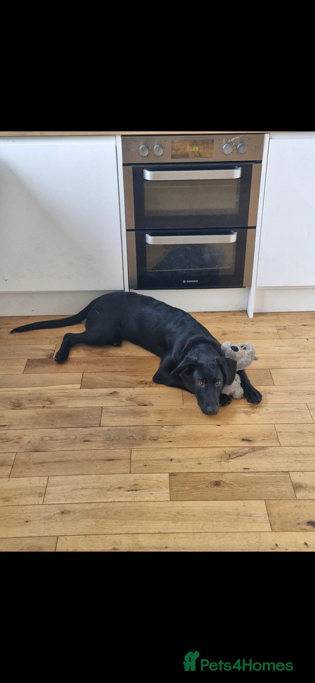 Mixed Breed dogs for sale: Big Loving Goofball - Advert 2