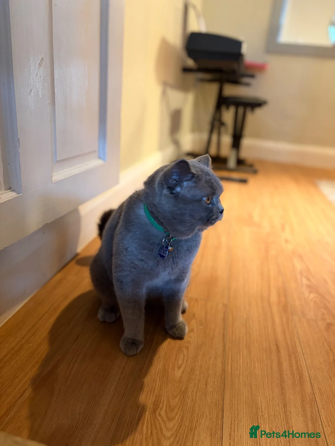 British Shorthair cats for stud: Gorgeous GCCF Blue BSH for Stud - Advert 2
