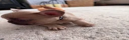 French Bulldog dogs for sale: 3 Gorgeous French Bulldog puppies  - Advert 22