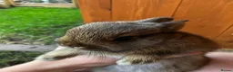 Netherland Dwarf rabbits for sale: Reserved! - Advert 5