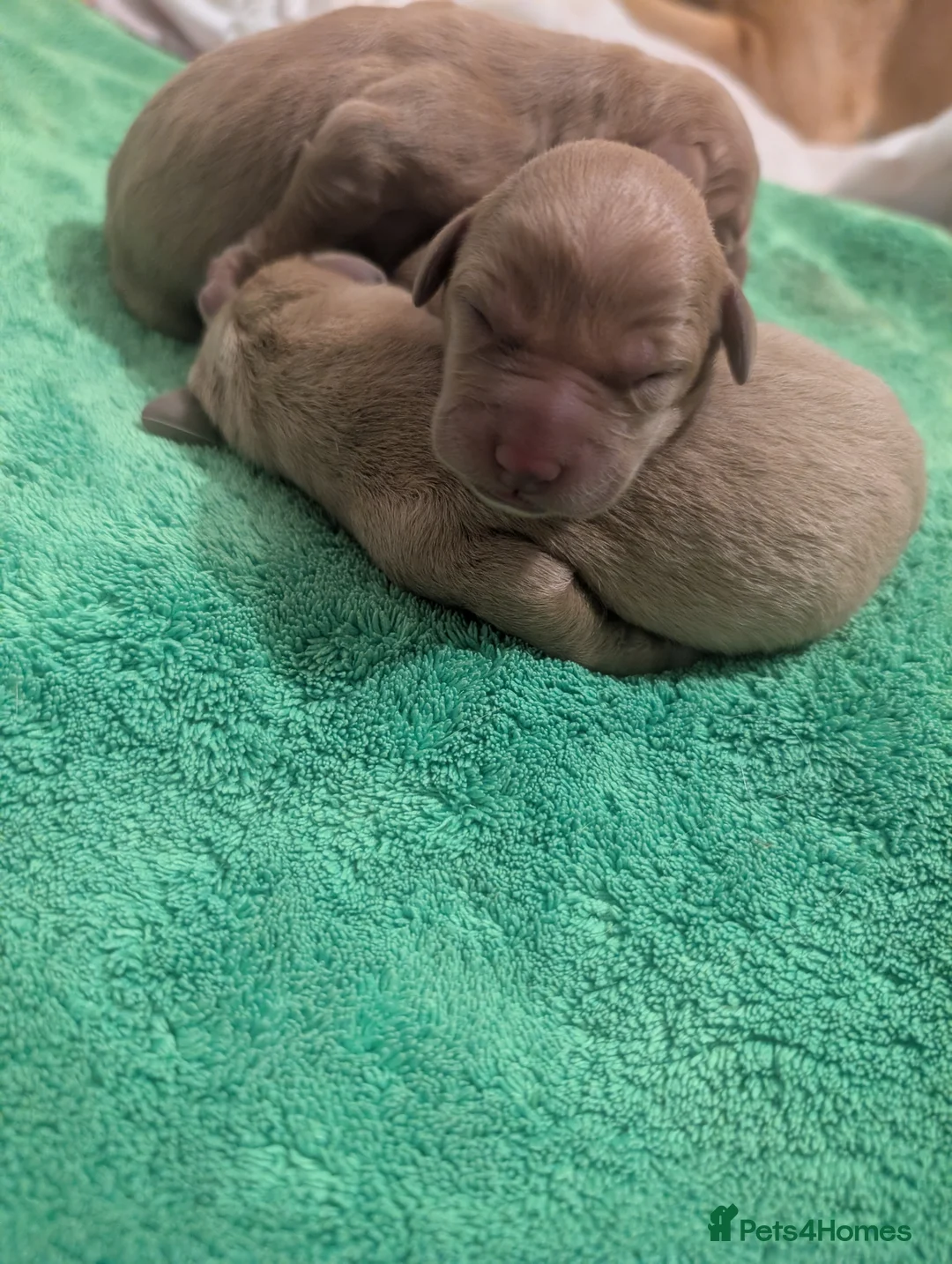 Springador dogs for sale: Springador puppies  - Advert 2