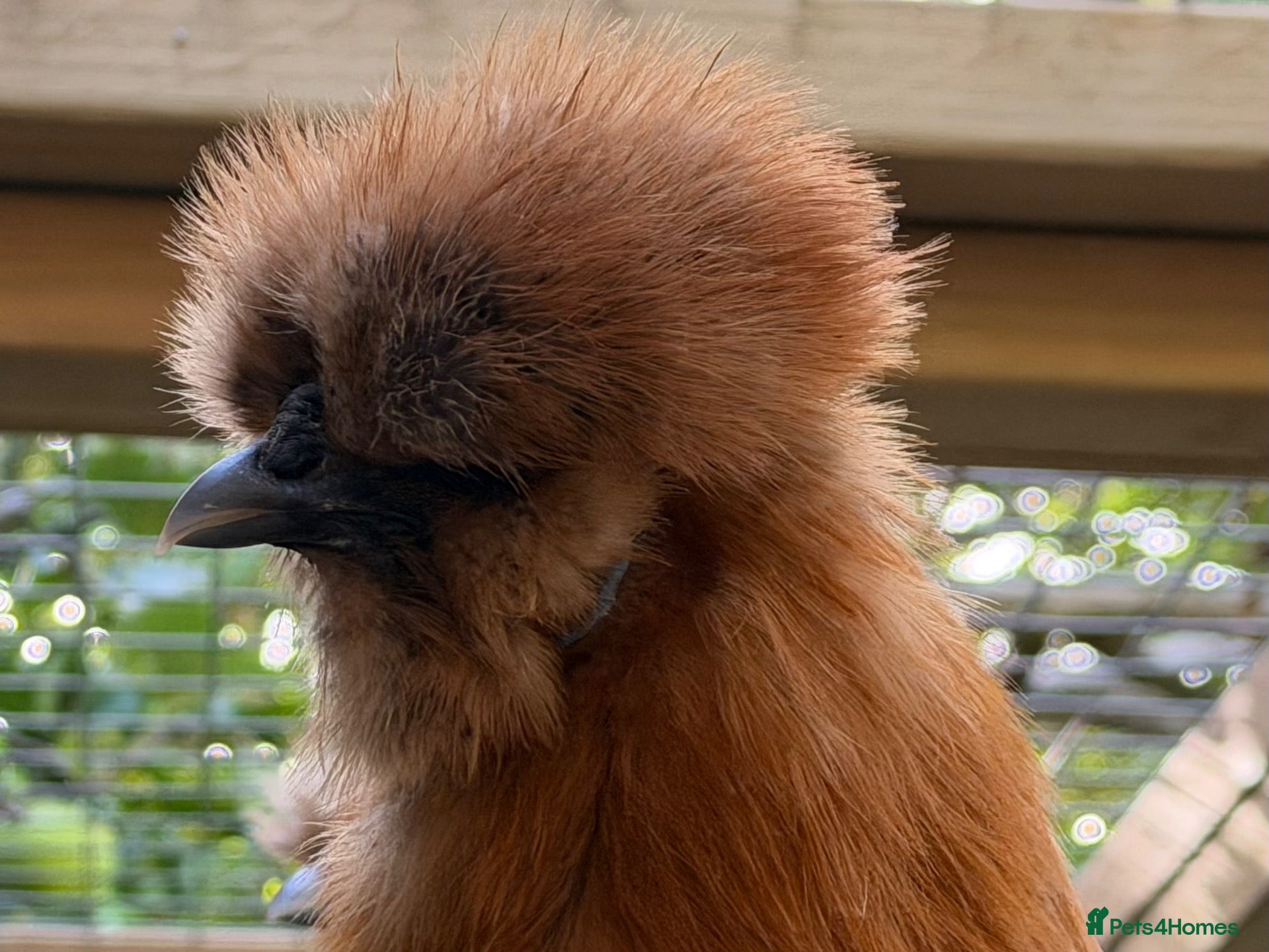 Chickens poultry Bantam silkie hens - Advert 1