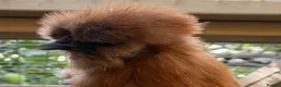 Chickens poultry for sale: Bantam silkie hens - Advert 1