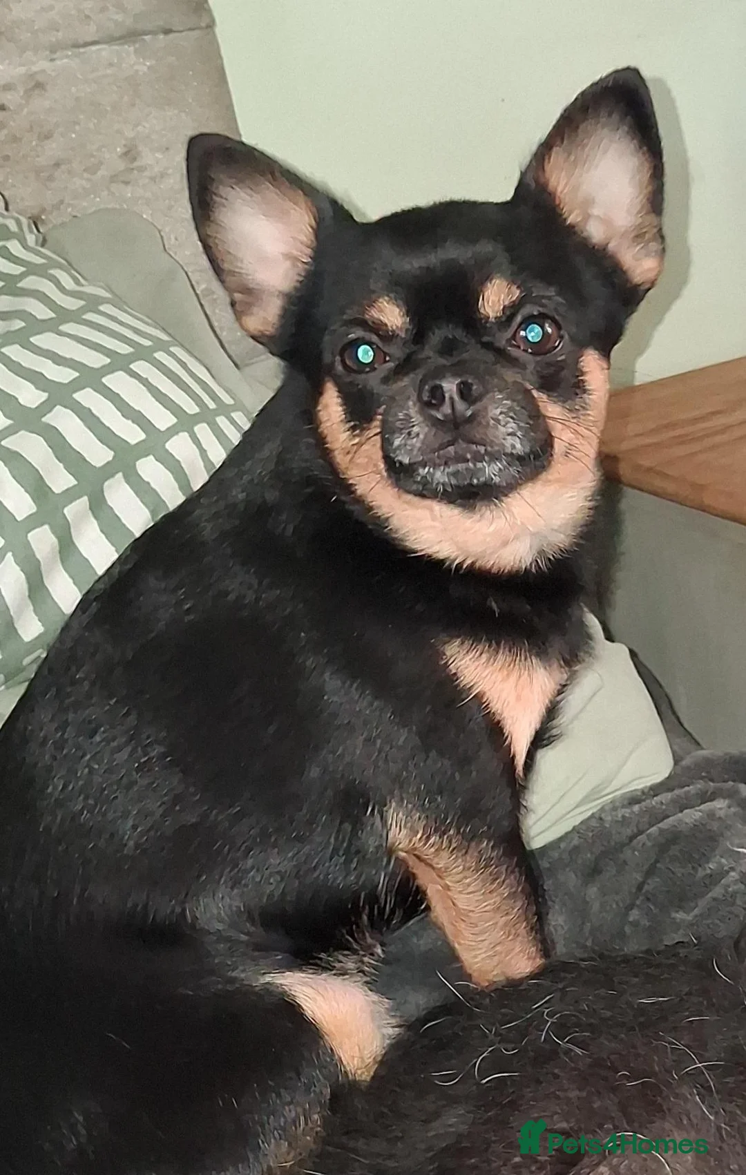 Pomchi dogs for sale:  10 Pomchi pups, various colours - Advert 2